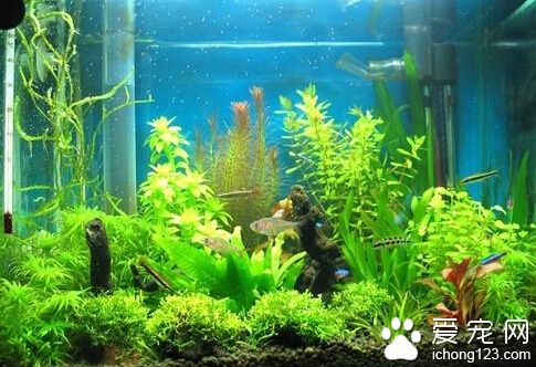 小金鱼怎么养 买回的金鱼不要马上喂食