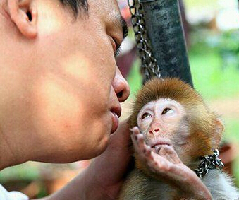 猴子的眼睛太可怜了