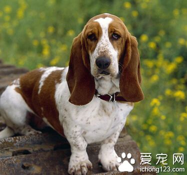 犬瘟症状 不同时期所表现的症状也不一样