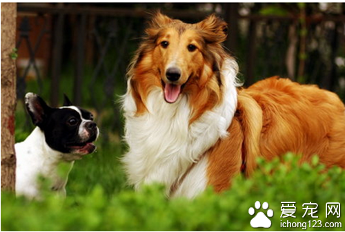 苏格兰牧羊犬性格 会随着当前的环境而改变