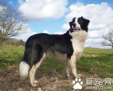 边境牧羊犬如何训练 不轻易去打或恐吓它