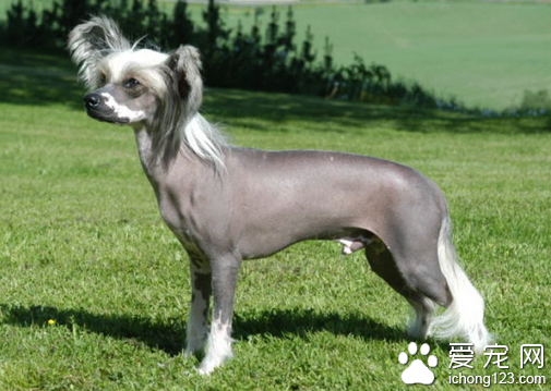 中国冠毛犬价格 地区不同冠毛犬价格不同