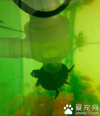 二货乌龟，被循环泵给吸住了！