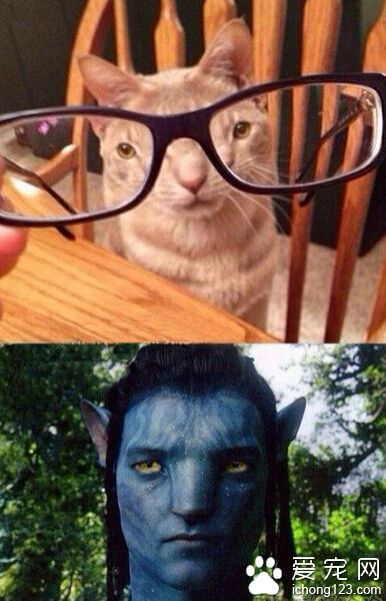 我家仓鼠戴上眼镜后觉得好面熟...直到今天想起来...