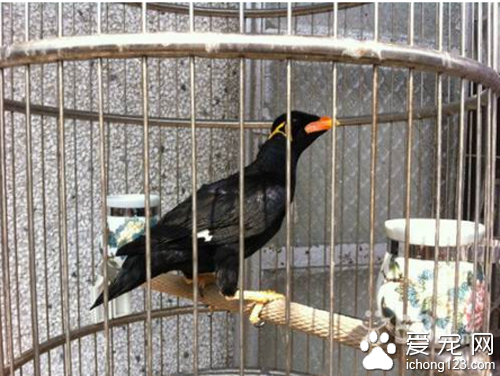 鹩哥饲养  真正饲养好一只鹩哥不简单
