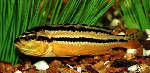 非洲凤凰鱼