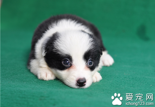边境牧羊犬喜欢吃什么 边牧以狗粮为主