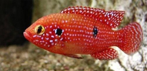 红宝石鱼