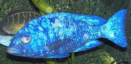 蓝宝石鱼