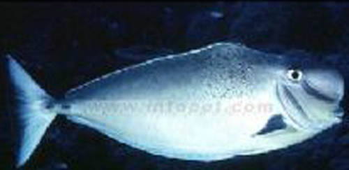 印度洋圆髻角吊