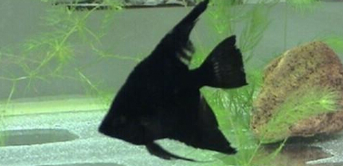 黑神仙鱼