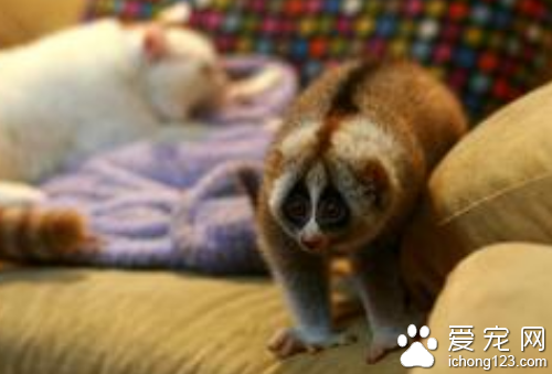 懒猴的价格 懒猴的价格主要看区域血统