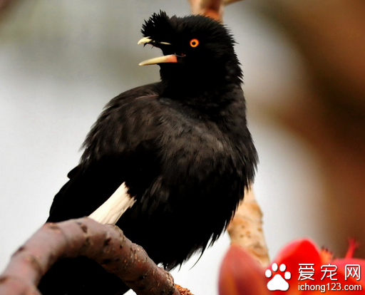 怎样教八哥说话 选时和正确的方式很重要