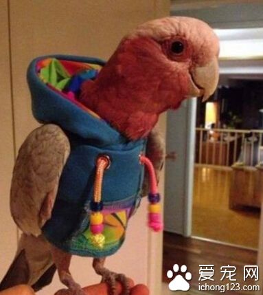 主淫，人家是不是酷毙了