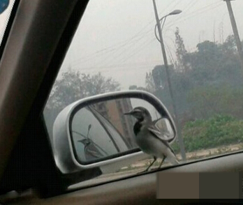 见过这么臭美得鸟儿么？尼玛，为了照镜子完全不顾我得存在。