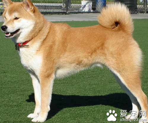 秋田犬价格 血统和品种不同价格也不同