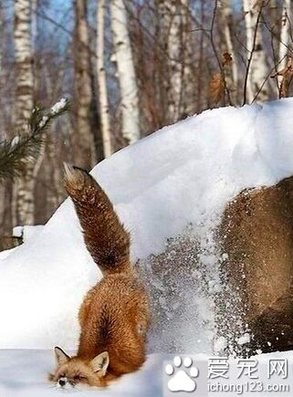 传说中的雪山飞狐