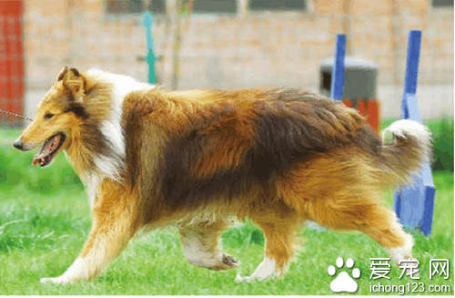 苏牧吃什么 不能吃水果壳和一些高塘食物