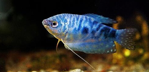 蓝星鱼