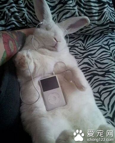 兔兔，好听不？