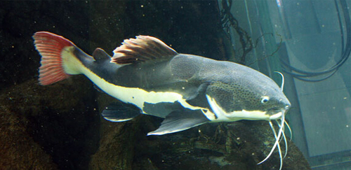 红尾鲶