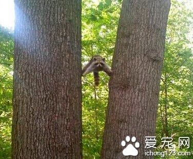 结果上不去也下不来了……