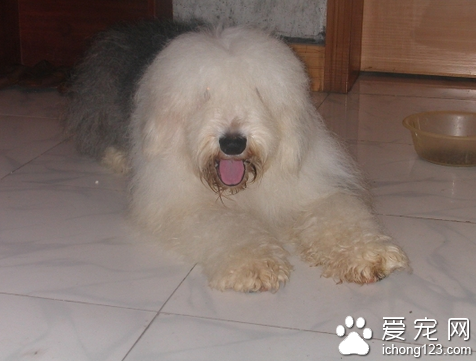 古牧好养吗 对于新手来说饲养起来不难