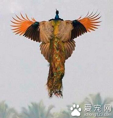 没见过孔雀飞的顶起