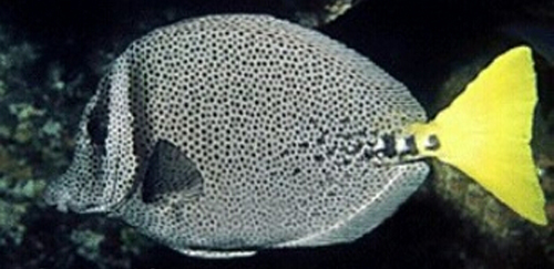 黄尾斑点锯尾吊