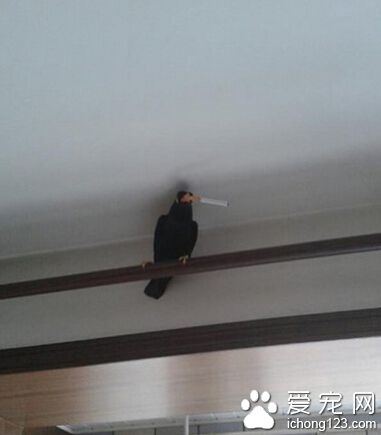 大哥需要火吗？