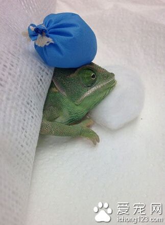 主淫，我发烧了，什么？我是不可能发烧的？胡说！再坚强的我也偶尔会生个病嘛。 哈？什么？你才冷血动物！你全家都冷血！不就想让你给我买个大点的鱼缸吗？你至于骂我冷血么？！（大部