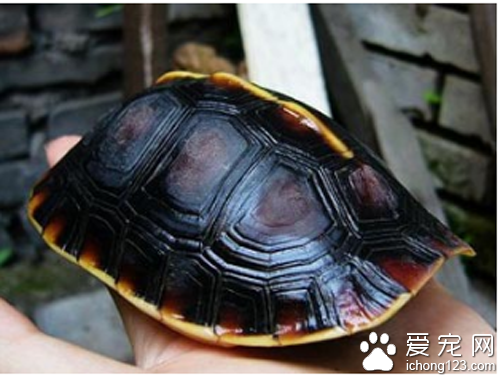 金钱龟怎么养 饲养时要多注意它的水温