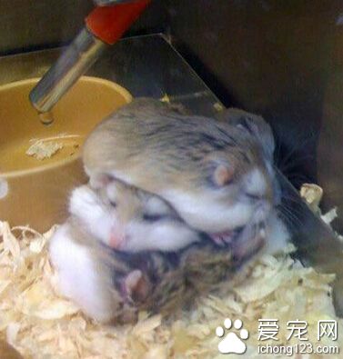 你们这是睡觉还是叠罗汉？