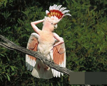 鹦鹉界的选美皇后