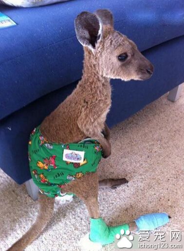 这是萌死人不偿命的节奏啊