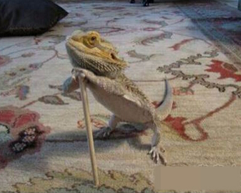 这是蜥蜴界的长老么？