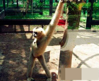 游客们，看我销魂不？