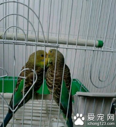 喂，你俩肿么能这样，你主人我还单身呢！