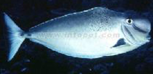 太平洋圆髻角吊