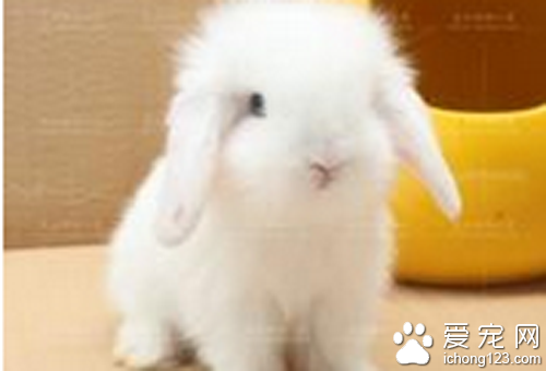 宠物兔子价格 买宠物兔的注意事项