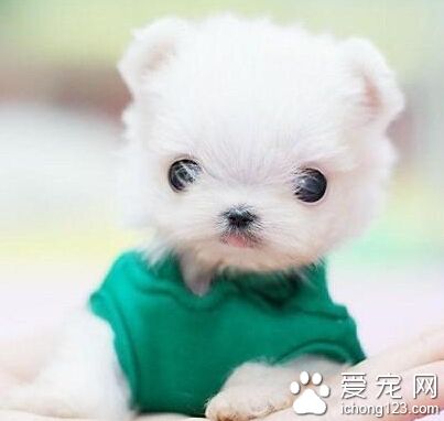 茶杯犬哪里有卖 最好去专业的宠物店看看