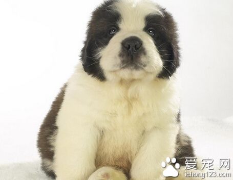 宠物安乐死 狗狗患上了难以治愈的疾病