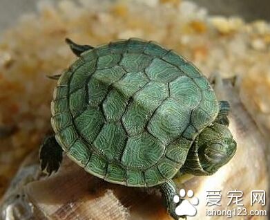 巴西龟白眼病怎么治 因饲养水缸中水质不净