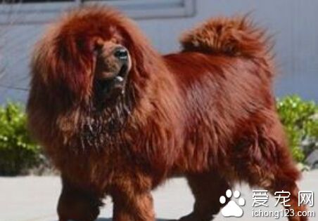 最贵的狗 单价最贵的藏獒竟达800万元以上