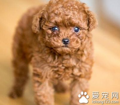 泰迪犬怎么养   幼犬在出生后6周左右就断奶