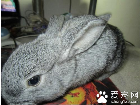 兔子吃什么 带你了解兔子的说细心