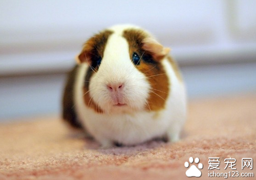 荷兰猪咬人 怎么正确饲养荷兰猪