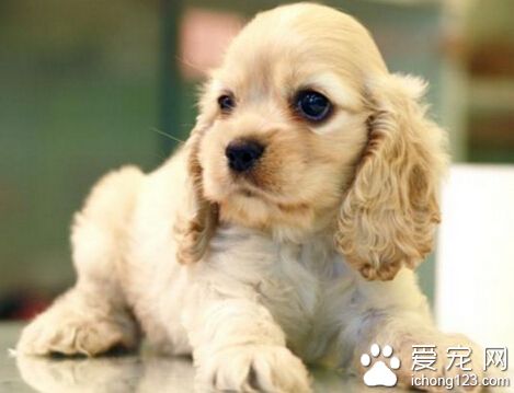 可卡吃什么狗粮好 选狗粮前先确定其年纪