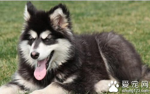 犬蛔虫病 有效的治疗狗狗的犬蛔虫病