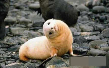 已经歪头看的举手